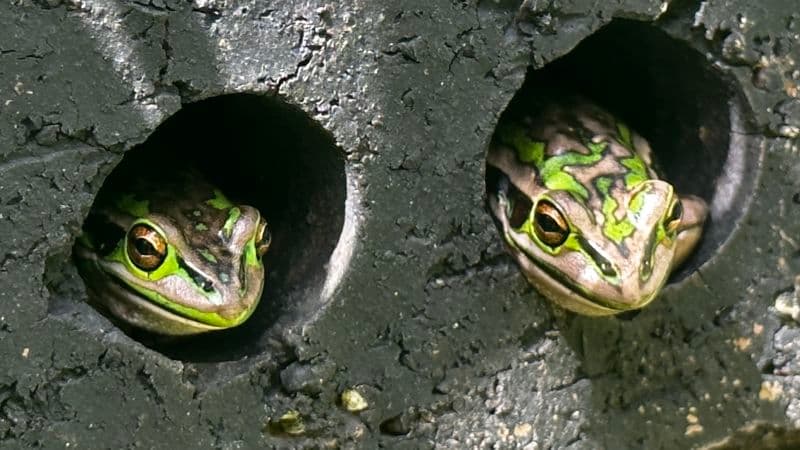 Frogs Get Sauna Heat To Fight Deadly Fungus