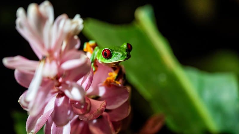 Frogs: Tiny Guardians Against Disease?
