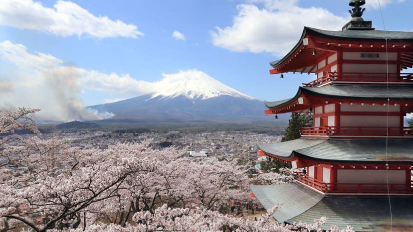 Japan Town Cancels Cherry Blossom Festival Amidst Tourist Chaos