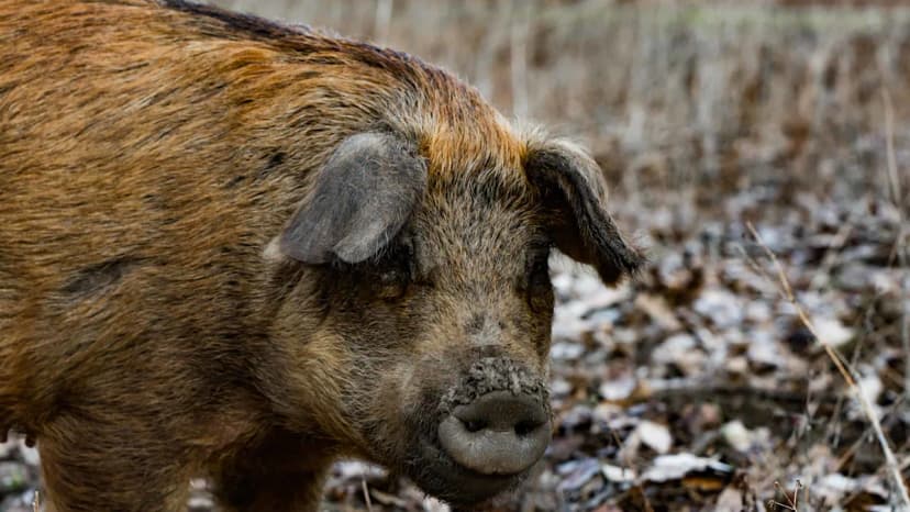 Fukushima's 'Super-Boars': Hybrid Pigs Thrive After Disaster