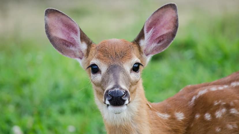 Deer Caught Red-Handed Stealing Chicken Feed!