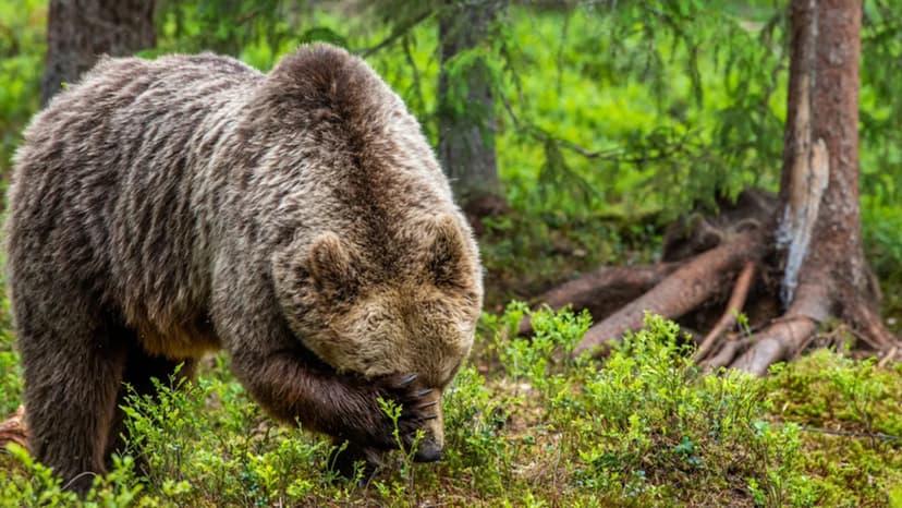 Grizzly Bear's Hilarious Itch Relief in Yellowstone