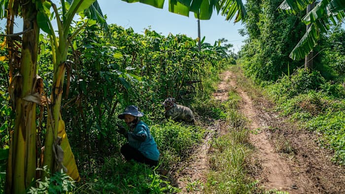 Future Food: Climate Chaos Threatens Global Crops