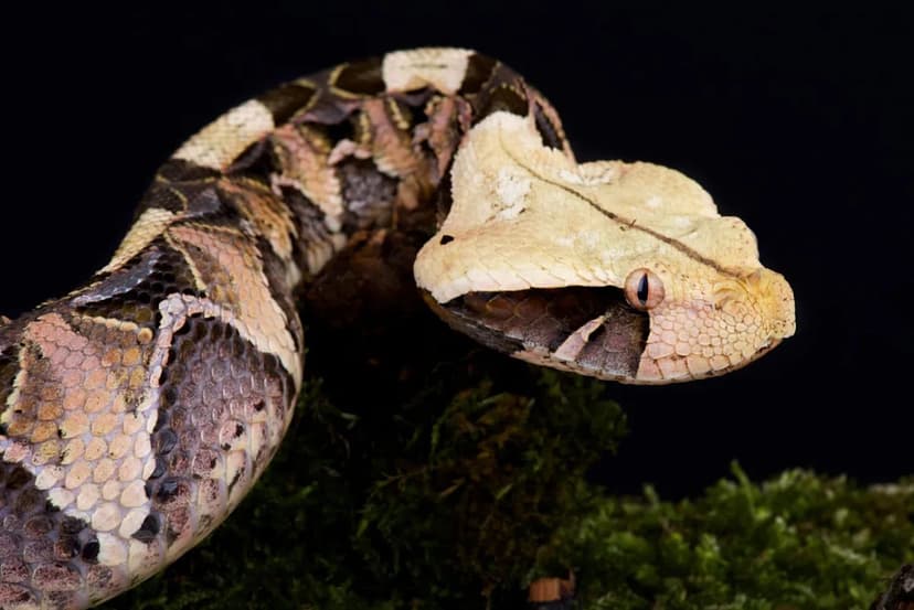 Viral Yawn Reveals World's Longest Snake Fangs