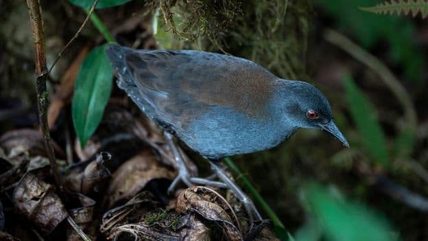 Galapagos Birds Return: Darwin's Mystery Solved?