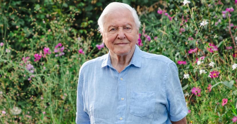 Duck's Daring Tree Nest Saves Ducklings From Otter