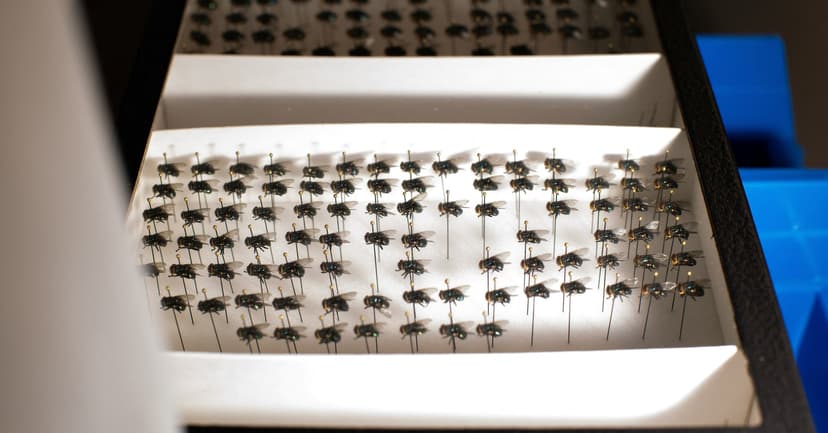 Panama Lab Prepares 'Super-Fly' Against Screwworm Threat