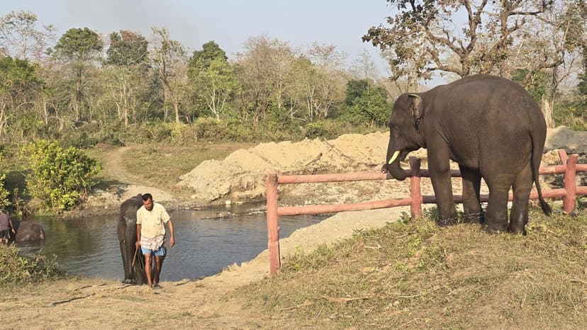 Elephants Learn Gentle Training in Manas National Park