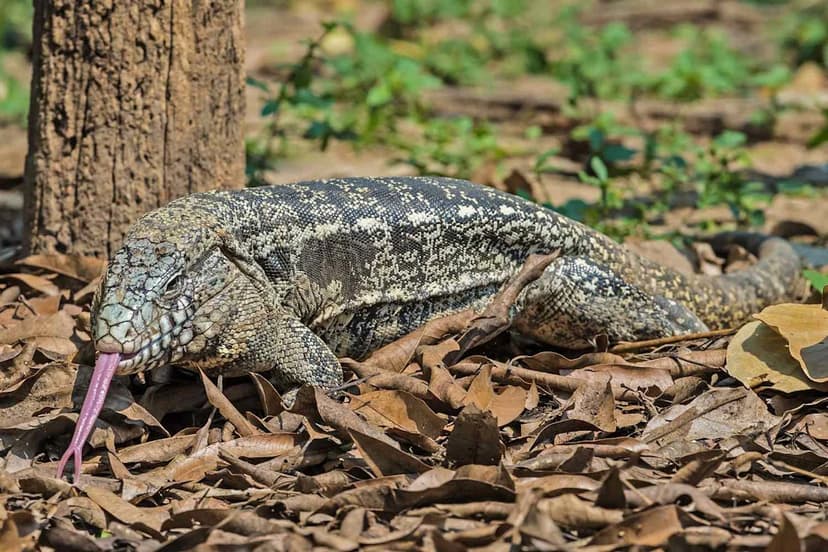 Invasive Lizards Invade Georgia: Public Urged to Report Sightings