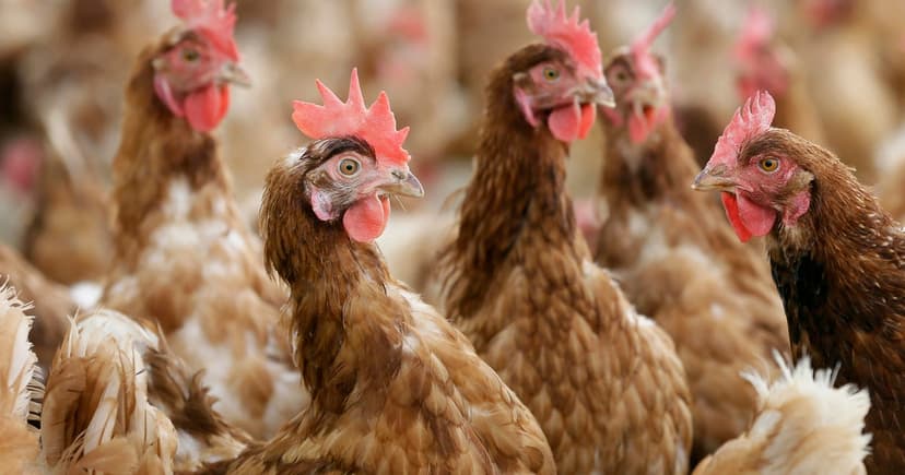 Georgia Poultry Declared Avian Flu-Free