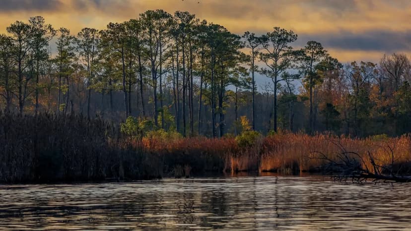 Ghost Forests Rise as Seas Swell