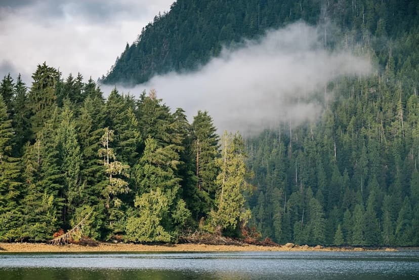 Massive Ancient Cedar Found: Location Kept Secret