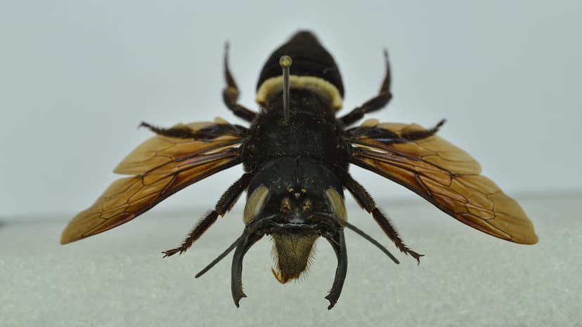Giant 'Flying Bulldog' Bee Rediscovered