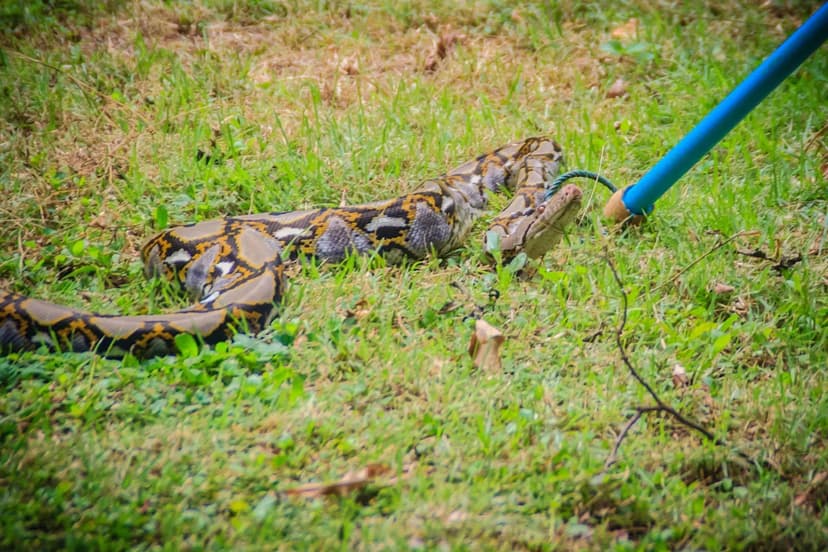 Python Surprise: Neighbors Tackle Giant Snake