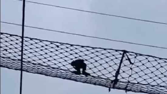 Gibbons Use New Canopy Bridges Over Railways