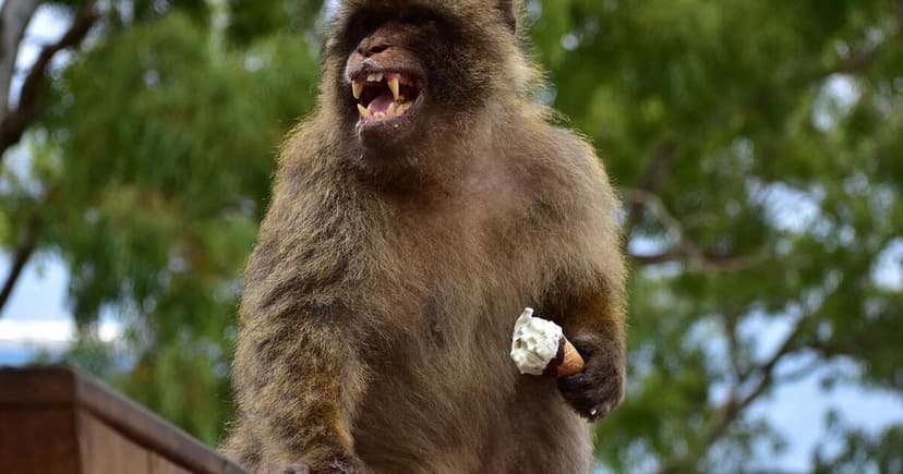 Gibraltar Monkeys Eat Dirt to Counter Junk Food