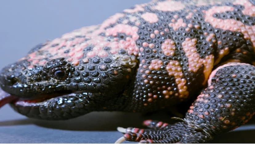 Gila Monster: Misunderstood Venomous Lizard