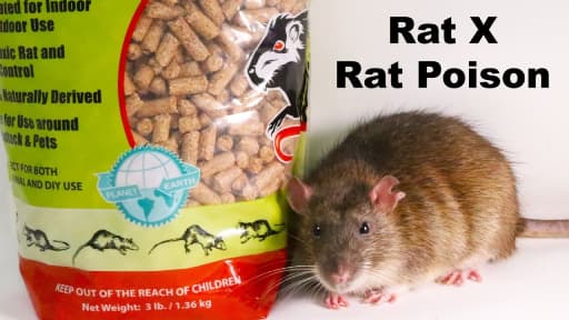 Tragic Mistake: Girl Dies After Eating Rat Poison as Holy Ash