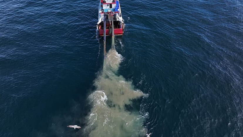 Gökova Bay: A Turkish Success Story for Marine Life