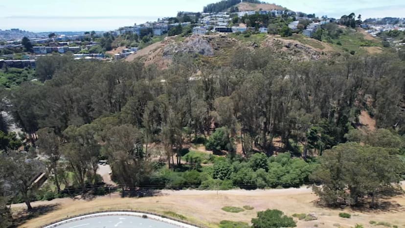 Glen Canyon Fire Risk: Eucalyptus Trees Spark Concern