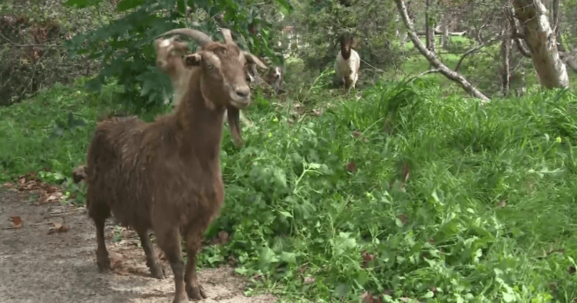 Goats Unleashed to Battle Wildfire Risk Early
