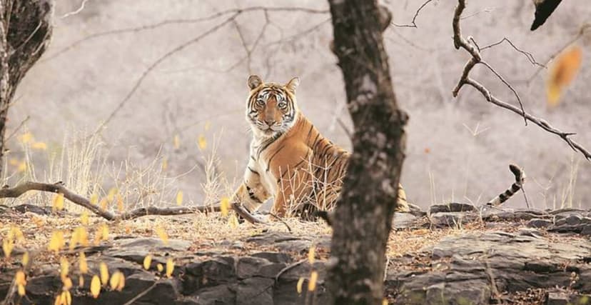 Big Cats Unite: Global Alliance Fights Extinction