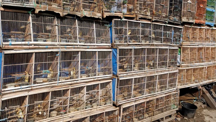 Global Wildlife Trade Fuels Extinction Crisis