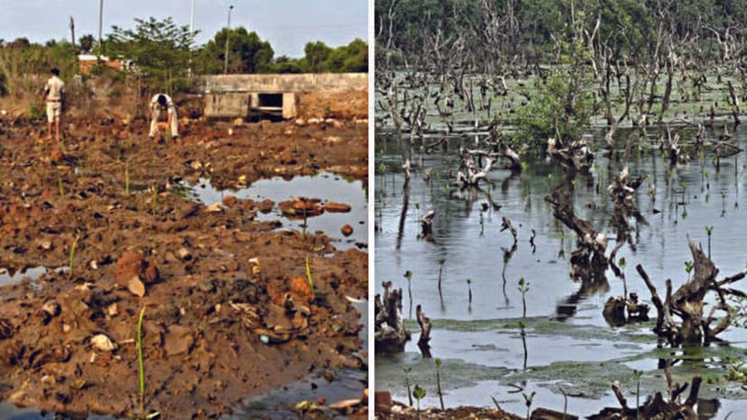 Mangroves Reborn: Monsoon Fuels Restoration Success