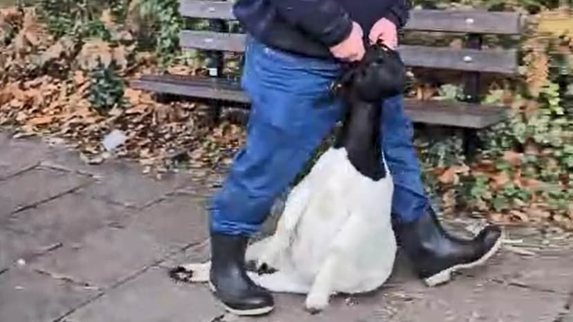 Goat Cruelty Video Sparks Outrage, Council Action