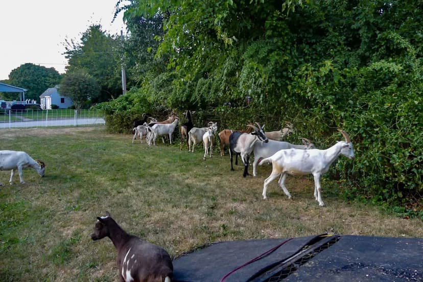 Goats Munch Invasive Plants, Restoring North Carolina Ecosystems