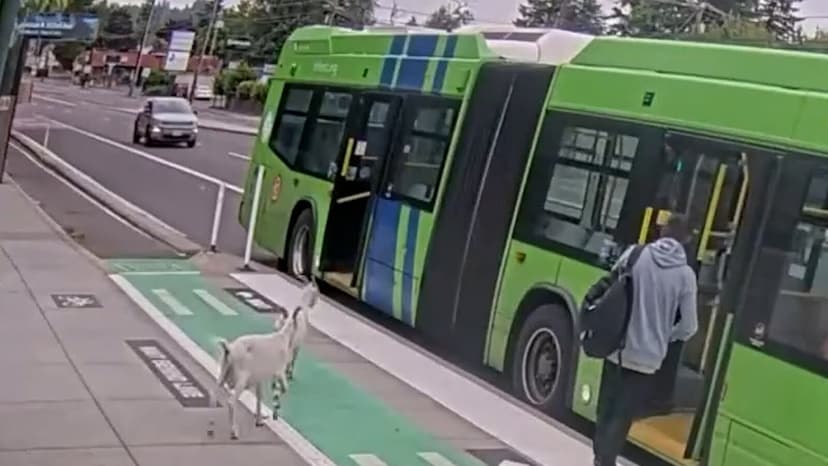 Goats Board Portland Bus in Viral Escapade
