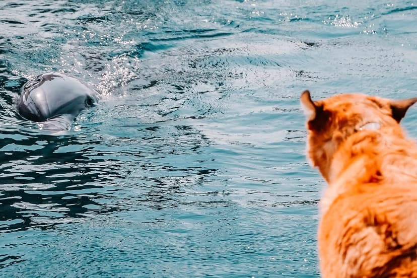 Pup's Aquarium Adventure: Golden Retriever Bonds with Friendly Dolphin