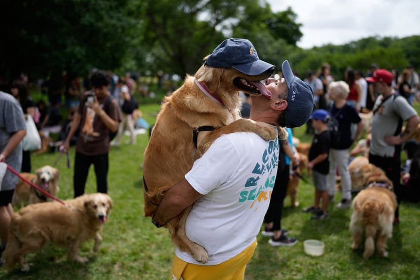 Golden Retriever Record Shattered in Buenos Aires!