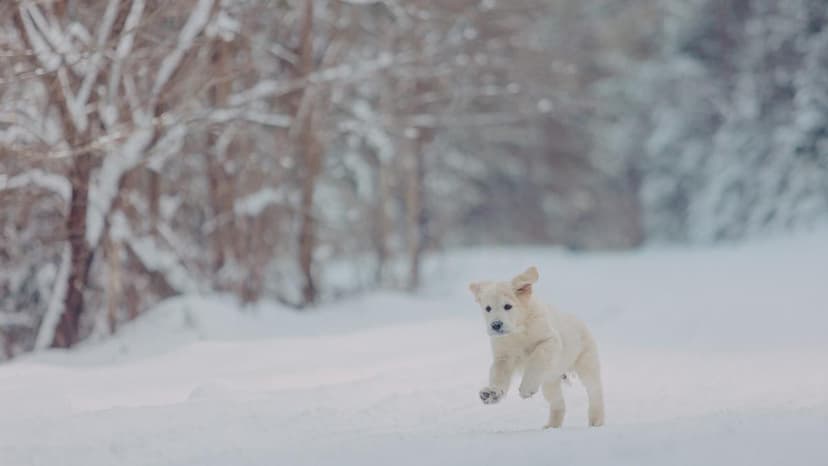 Golden Retriever Dazzles on Ice