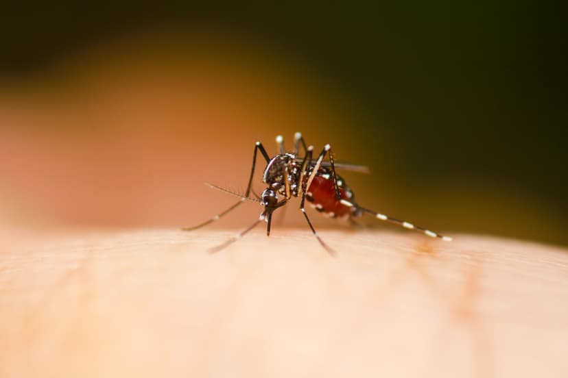 Google's Bug Battle: Sterile Mosquitoes to Hit Florida