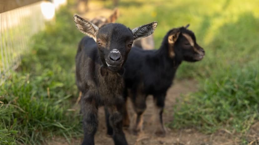 Adorable Grandma Crochets Collars for Baby Goats and Wins at Life