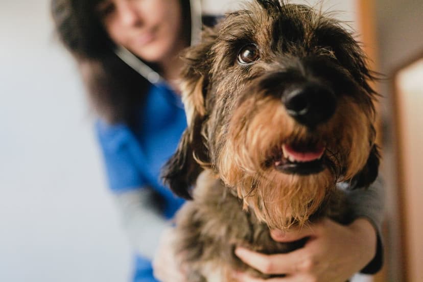 Dog Vet Bills Soar: Untamed Grass Sparks Seed Infections