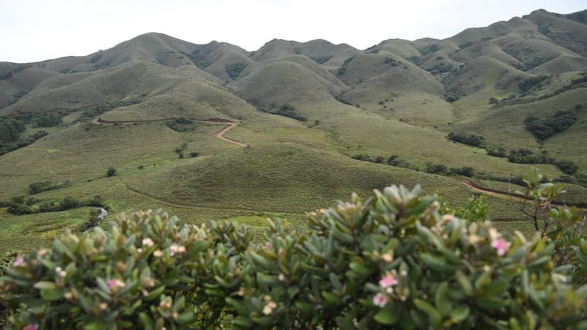 Grasslands Overlooked in Climate Talks: UN Declares 2026 Year