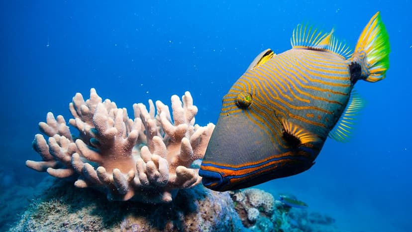 Scientists Breed Corals to Save Great Barrier Reef