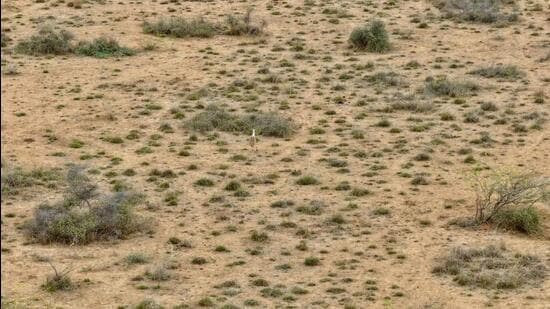 Hope for Great Indian Bustard: First Chick in 10 Years