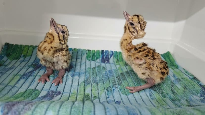 Hope for India's Bustards: Chicks Released into Wild Enclosures