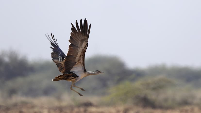 Great Indian Bustard Population Stable, But Habitat Shrinks