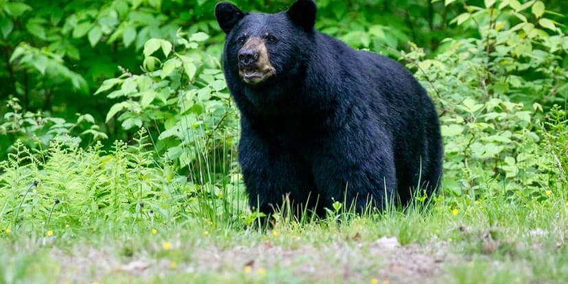 Bear Activity Forces National Park Trail Closures