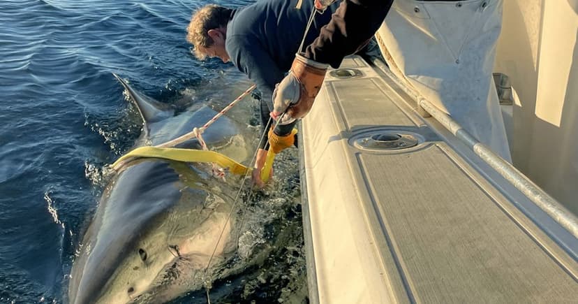 Giant Shark 'Contender' May Be Heading to Beaches
