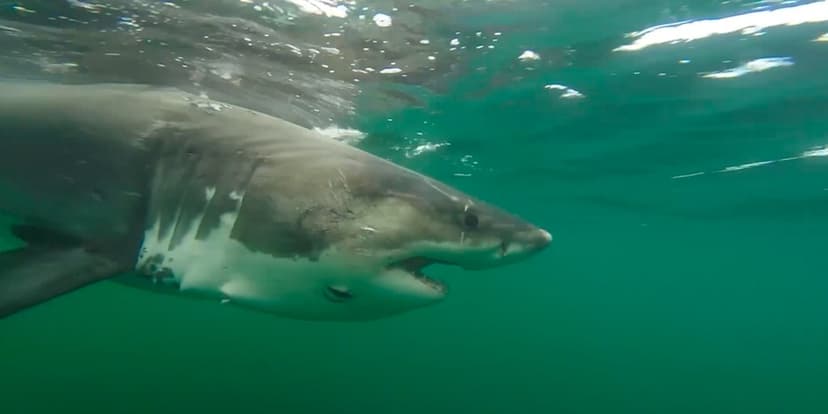 Great White Shark Travels Thousands of Miles