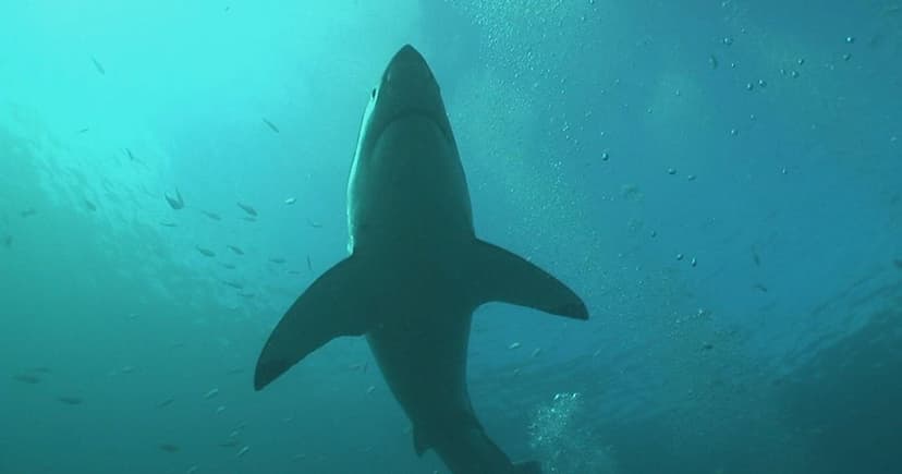 Great Whites Vanish: Orcas or Humans to Blame?