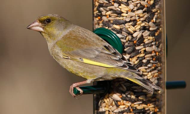 Alarming Decline: Greenfinch Numbers Plummet by 67%