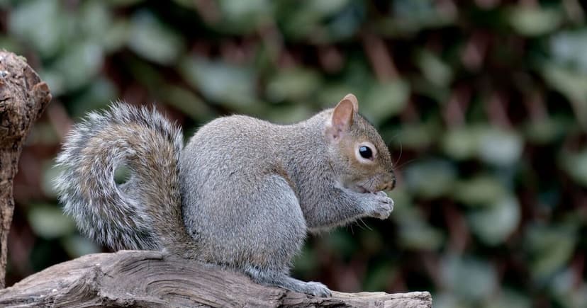 Grey Squirrels: Garden Pests or Home Wreckers?
