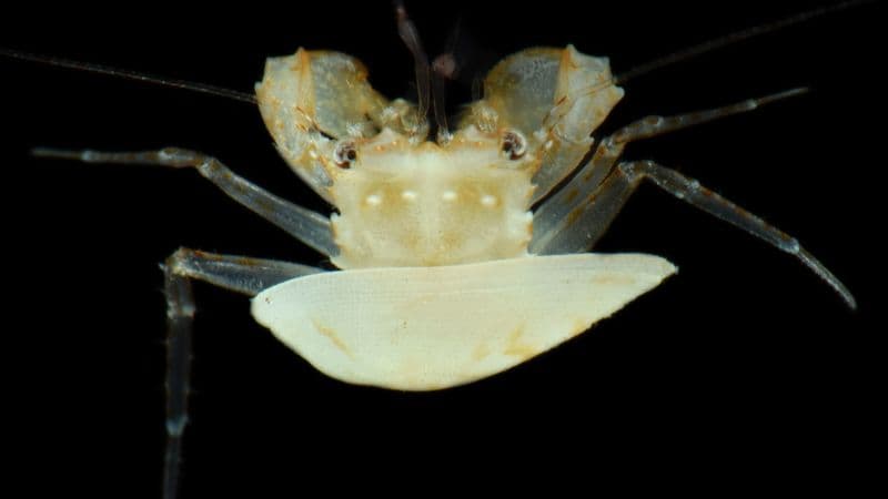 Scientists Brave Twilight Zone for Ocean Secrets