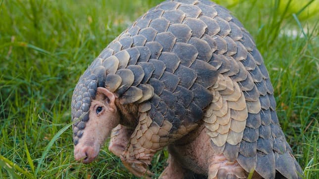 Guangdong Establishes First Pangolin Baseline Population